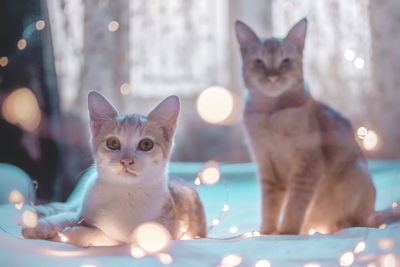 Portrait of cats sitting by illuminated lights on bed at home