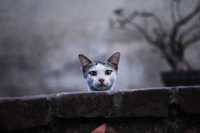 Portrait of a cat on wall