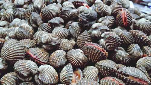 Full frame shot of seashells