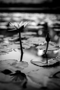 Close-up of lotus water lily