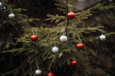 Close-up of christmas decorations hanging on tree