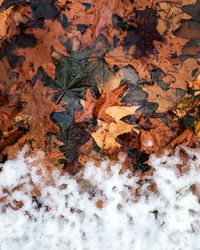 High angle view of dry maple leaf on snow covered land