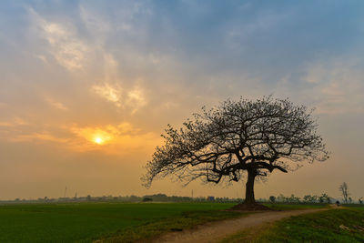 Bare tree on landscape against sky at sunset