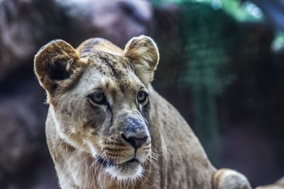 Close-up portrait of a cat in zoo