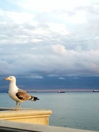 Seagull perching on a sea