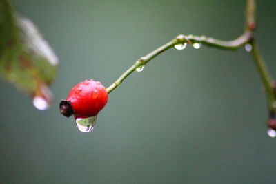 Close-up of wet red fruit on plant