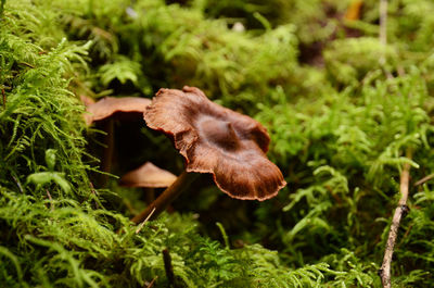 Close-up of mushroom growing on field