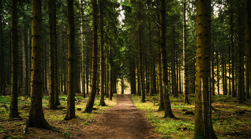 Pine trees in forest