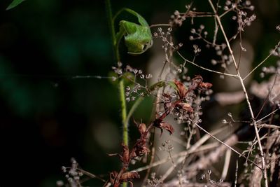 Close-up of a plant against blurred background