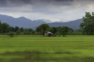 Scenic view of agricultural field against sky