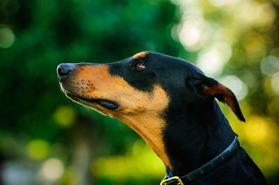 Side view of doberman pinscher