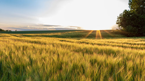 Scenic view of field against sky during sunset