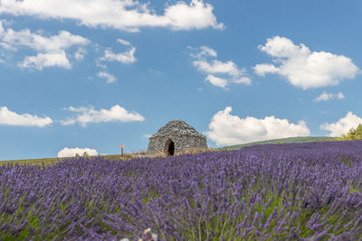 Purple flowering plants on field against sky