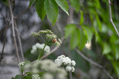 Close-up of flowering plant