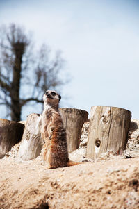 Low angle view of giraffe on rock against sky