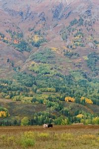 Scenic view of landscape