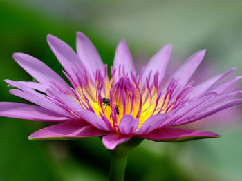 Close-up of bee on pink flower nymphaea water lily