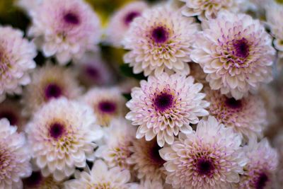 Close-up of pink flowering plants