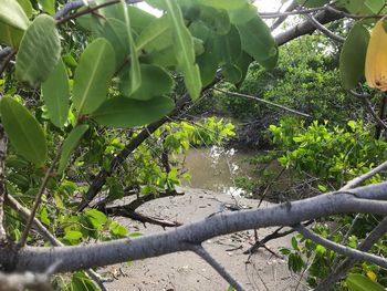 Close-up of plants against trees