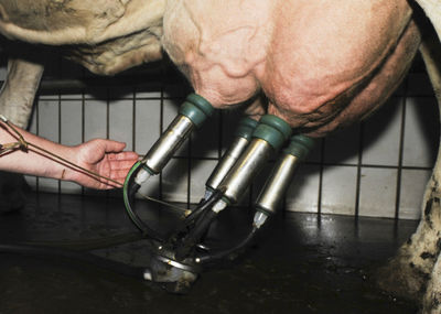 A milking parlor for a cow on a dairy farm