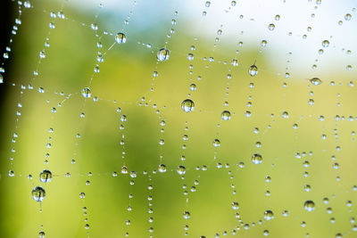 Close-up of wet spider web