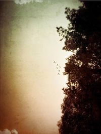 Low angle view of trees