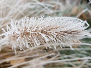 Close-up of wilted plant during winter