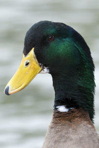 Close-up of mallard duck