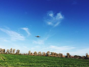 Low angle view of airplane flying over field against blue sky