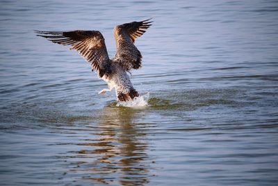 Bird flying over lake