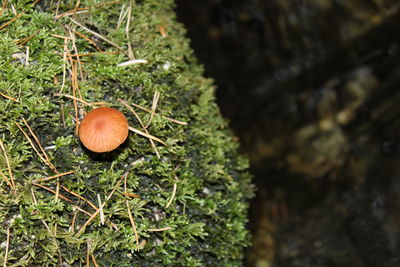 Close-up of plants