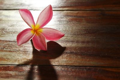 Close-up of flower on table beautiful sunbeam affect on petal. photo front view copy space 