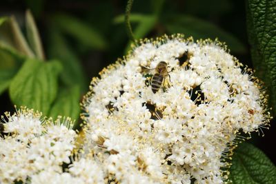 Close-up of white flowers blooming outdoors