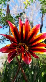 Close-up of orange day lily blooming outdoors