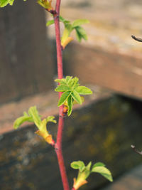 Close-up of plant