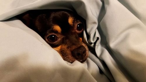 Portrait of dog on bed