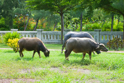 Horses grazing in a field