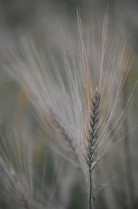 Close-up of wheat growing on field