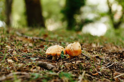 Close-up of mushroom growing on field