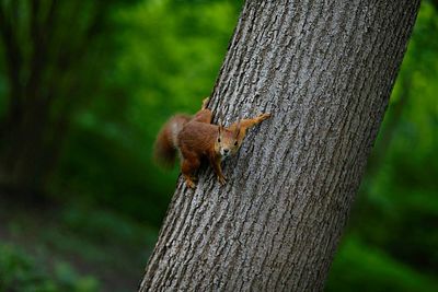 Close-up of squirrel on tree trunk