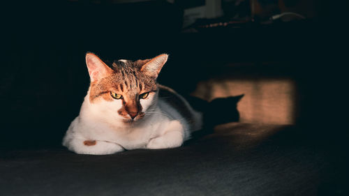 Close-up portrait of cat resting on floor