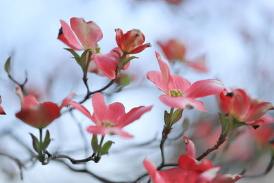 Close-up of pink flowering plants