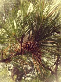 Low angle view of palm trees