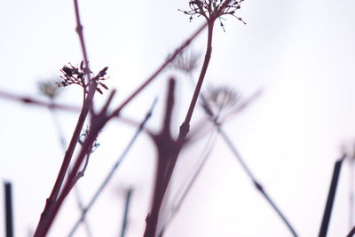 Close-up of flowering plants during winter
