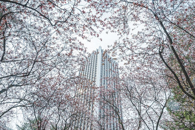 Low angle view of bare trees against sky