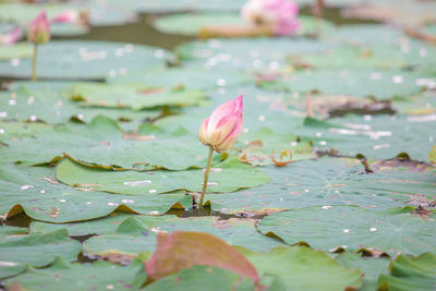 Close-up of lotus water lily in lake