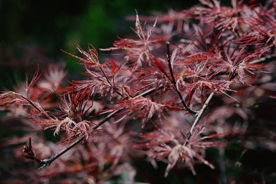 Close-up of autumnal leaves against blurred background