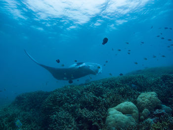 High angle view of fish swimming in sea