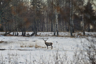 Deer in a forest