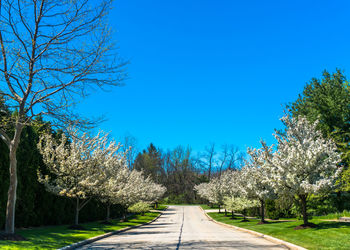 Walkway amidst trees against clear blue sky